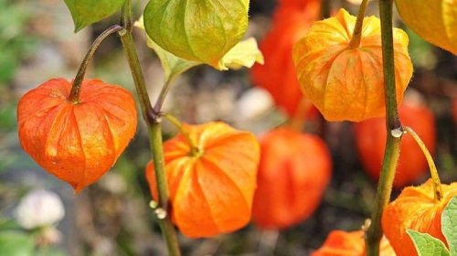 Ashwagandha pentru căderea părului