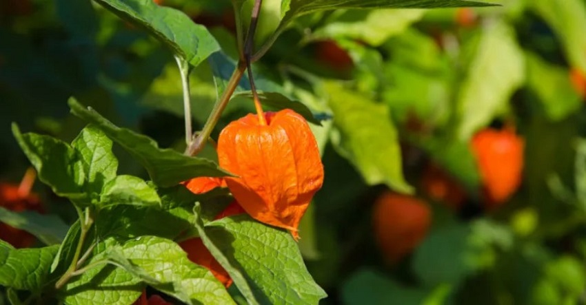 Ashwagandha pentru păr