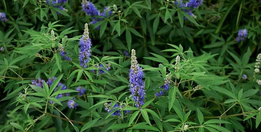 Vitex pentru căderea părului