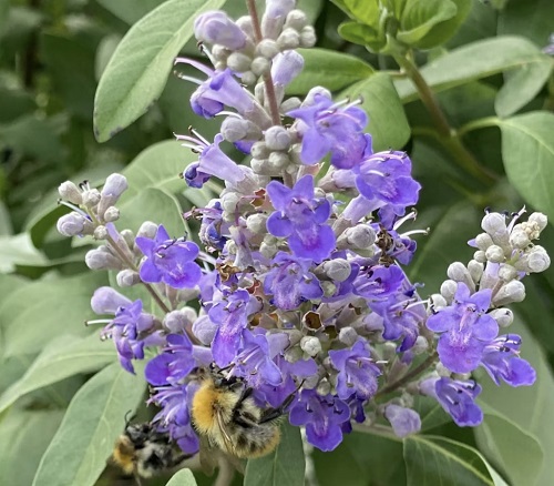 Vitex pentru păr