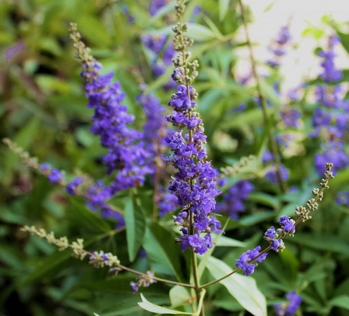 Vitex pentru păr