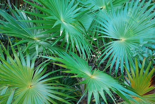 saw palmetto păr